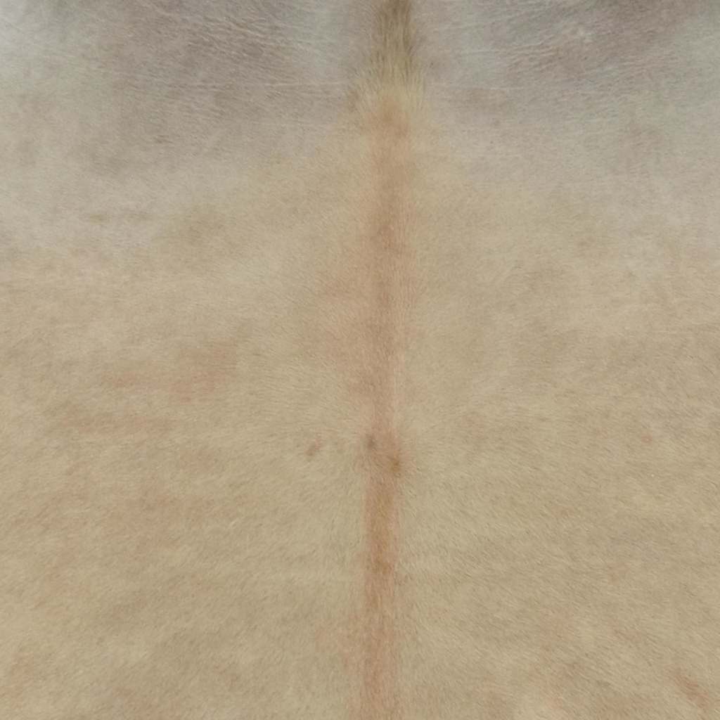 DekoLele.ch